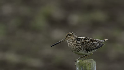 Common Snipe / Watersnip