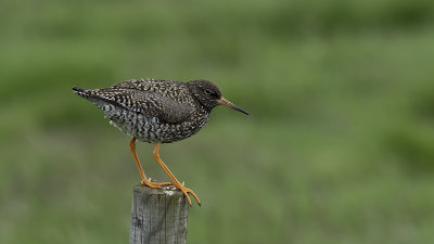 Common Redshank / Tureluur