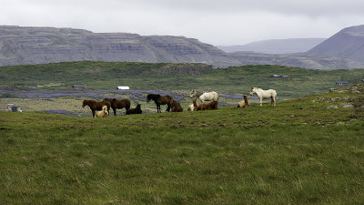 Icelandic Pony / IJslandse Pony