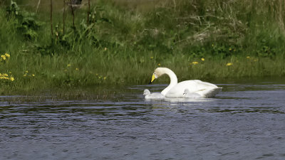 Whooper Swan / Wilde Zwaan