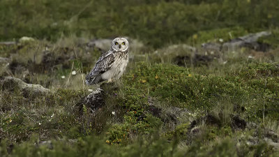 Velduil / Short-eared owl