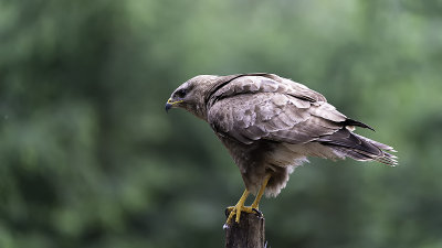 Buzzard / Buizerd