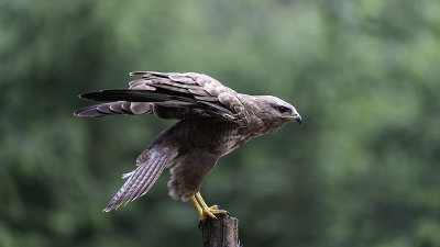 Buzzard / Buizerd