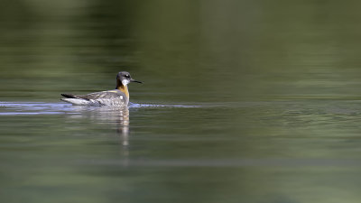 Red-necked Phalarope / Grauwe Franjepoot