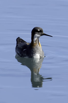 Red-necked Phalarope / Grauwe Franjepoot