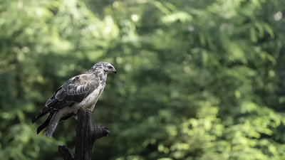 Common Buzzard / Buizerd