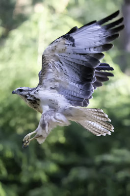 Common Buzzard / Buizerd