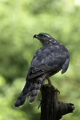 Northern Goshawk / Havik