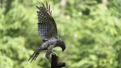Northern Goshawk / Havik