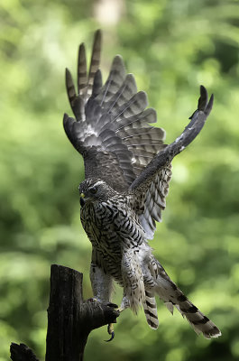Northern Goshawk / Havik