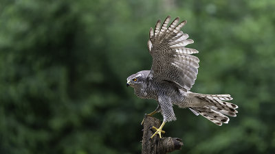 Northern Goshawk / Havik
