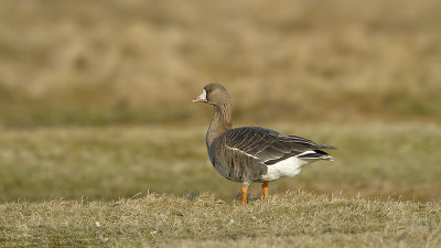 Greater White Fronted Goose / Kolgans