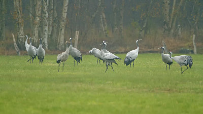Cranes / Kraanvogels