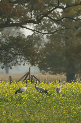 Common Crane / Kraanvogel