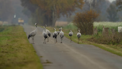 Common Crane / Kraanvogel