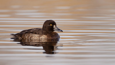 Tufted Duck / Kuifeend