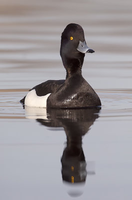 Tufted Duck / Kuifeend