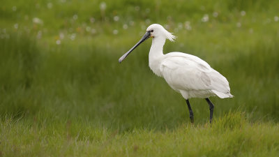 Eurasian Spoonbill / Lepelaar