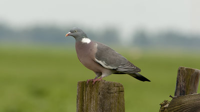 Common wood pigeon / Houtduif