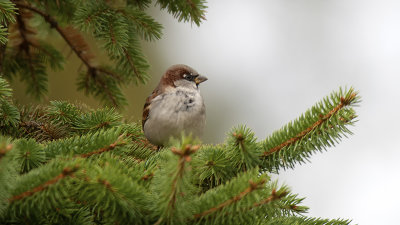 Huismus / House sparrow