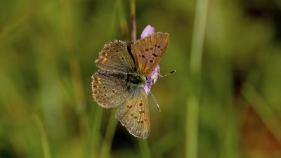 Vuurvlinders / Lycaenidae