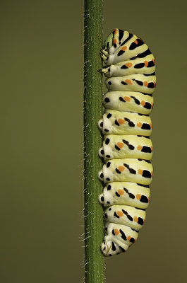 Koninginnenpage / Papilio machaon