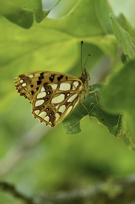 Kleine parelmoervlinder / Issoria lathonia