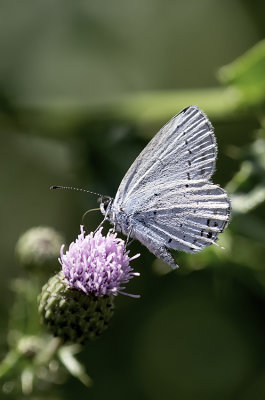 Staartblauwtje / Cupido argiades