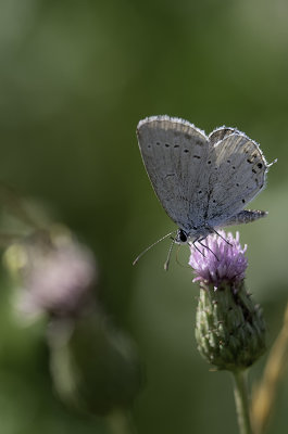 Staartblauwtje / Cupido argiades