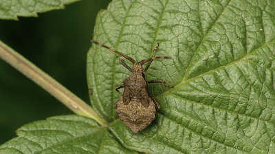 Zuringrandwants / Coreus marginatus