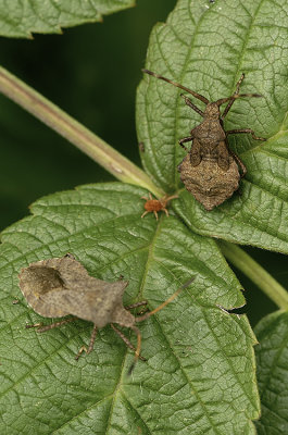 Coreus marginatus / Zuringrandwants