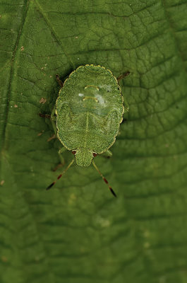 Groene schildwants / Palomena prasina