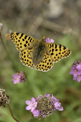 Kleine parelmoervlinder / Issoria lathonia