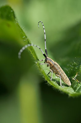 Cerambycidae / Boktorren