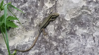 Muurhagedis / Common wall lizard