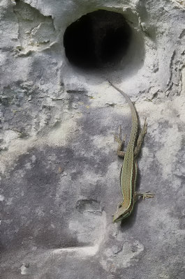 Muurhagedis / Common wall lizard