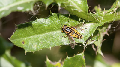 Gewone pendelvlieg / Helophilus pendulus