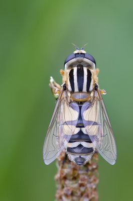 Citroenpendelvlieg / Helophilus trivittatus