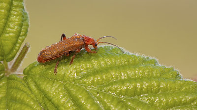 Kleine rode weekschildkever / Rhagonycha fulva