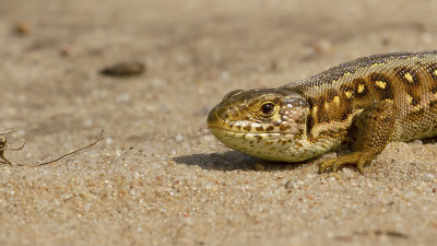 Zandhagedis / Sand Lizard