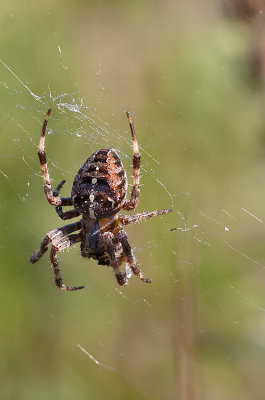Kruisspin / Araneus diadematus