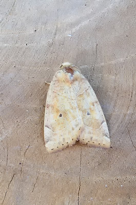 Vale spikkelbladroller / Cnephasia genitalana