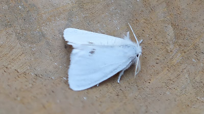 Donsvlinder / Euproctis similis