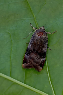 Kleine breedbandhuismoeder / Noctua janthina