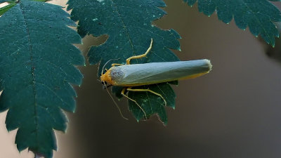 Eilema complana / Streepkokerbeertje