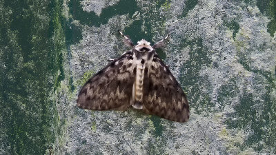 Lymantria monacha / Nonvlinder