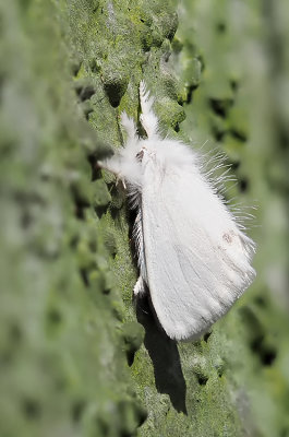 Donsvlinder / Euproctis similis