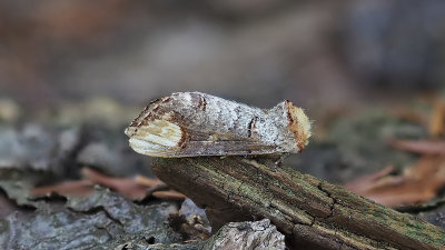 Phalera bucephala / Wapendrager