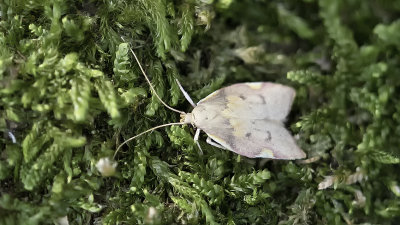 Vuurmot / Carcina quercana
