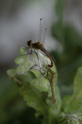 Bloedrode heidelibel / Sympetrum sanguineum